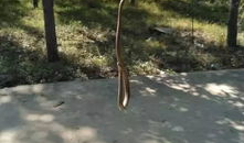 捡蘑菇视频,跟随视频一起捡蘑菇之旅