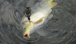 鱼视频,探索海洋生物的奇妙世界