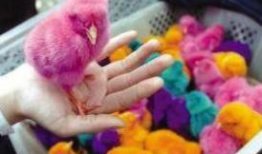 小鸡视频,趣味横生的萌宠日常